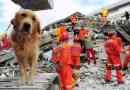 Können Hunde Erdbeben vorhersagen?? Die Antwort