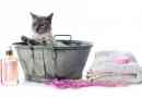 Kann ich meine Katze mit Humanshampoo baden?? - Die Antwort