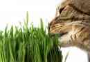Wie hilft Gras essen Katzen?
