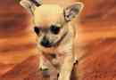 Wie viel sollte ein Chihuahua wiegen
