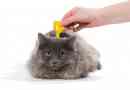 So wenden Sie Spot-on-Behandlungen bei Katzen an