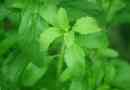 Wie man eine Stevia-Pflanze pflegt