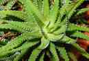Wie man eine Aloe Vera Pflanze richtig pflegt