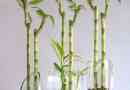 So pflegen Sie glückliche Bambus-Zimmerpflanzen