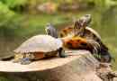 Wie man Sumpfschildkröten füttert, wenn sie kein im Laden gekauftes Futter fressen