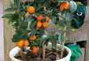 Wie man einen Kumquat-Baum anbaut