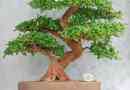 Wie man einen Bonsai-Baum pflegt
