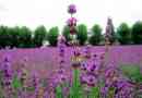 Lavendel pflanzen
