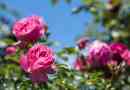 Wie man Rosen aus Stecklingen vermehrt