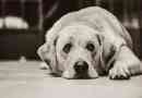 Zystitis-Symptome bei Hunden erkennen