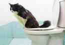 Wie man eine Katze mit der Toilette trainiert