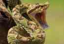 Wie behandelt man einen Schlangenbiss in freier Wildbahn in Indien?