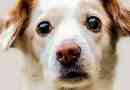 Wie man Glaukom bei Hunden natürlich behandelt