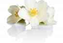 Symbolische und spirituelle Bedeutung von Jasminblüten