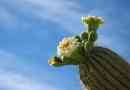 Der beste Kaktus zum Wachsen zu Hause