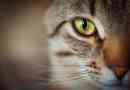 Die Symptome des Glaukoms bei Katzen
