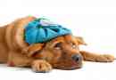 Was sind die Symptome einer Gastritis bei Hunden?