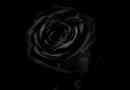 Was bedeutet eine schwarze Rose - Symbolische Bedeutung von Blumen