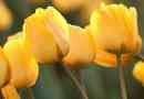 Was bedeutet eine gelbe Tulpe?