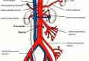 Was ist der Unterschied zwischen Arterien und Venen?