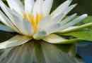 Was ist die symbolische Bedeutung einer Lotusblume?