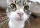 Warum haben Katzen Schnurrhaare??
