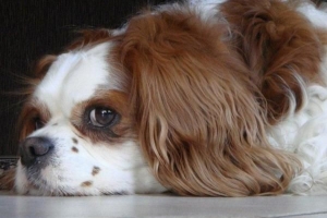 6 häufige Fehler bei der Hundeerziehung, die Sie vermeiden sollten