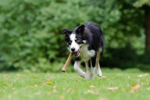 Dürfen Hunde rohe Knochen essen??