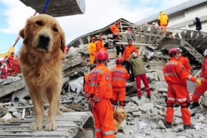 Können Hunde Erdbeben vorhersagen?? Die Antwort