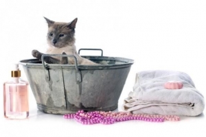Kann ich meine Katze mit Humanshampoo baden?? - Die Antwort