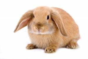 Verschiedene Arten von Kaninchen mit Hängeohren