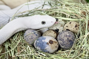 Legen alle Schlangen Eier??