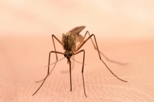 Weist Neemöl Mücken ab - Wie man Neemöl als Mückenschutzmittel verwendet