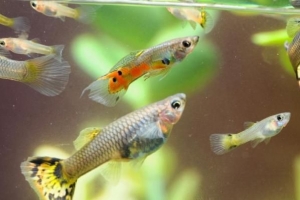Wie vermehren sich Fische?