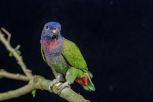 Woher weiß ich, ob mein Papagei männlich oder weiblich ist?