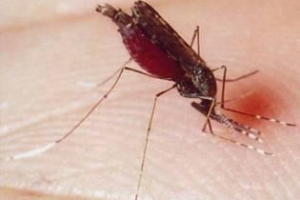 Wie stoppen Sie den Juckreiz von Mückenstichen auf natürliche Weise?