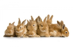Wie beeinflusst das Alter das Verhalten eines Kaninchens