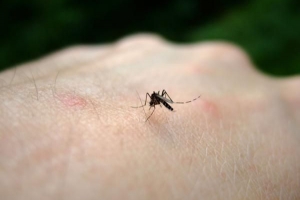 Wie lange halten Mückenstiche?