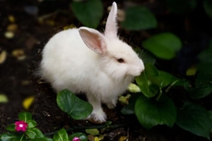 Wie lange dauert eine Kaninchenperiode?