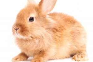 Wie lange ist ein Kaninchen vor der Geburt trächtig?