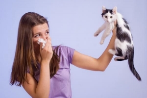 Wie man eine Immunität gegen Katzenallergie aufbaut