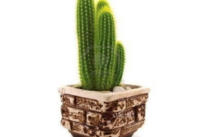 Wie man eine Kaktuspflanze drinnen oder draußen pflegt