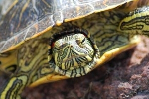 Wie man eine Schildkröte im Winterschlaf richtig pflegt