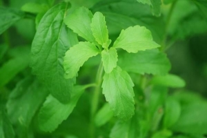 Wie man eine Stevia-Pflanze pflegt