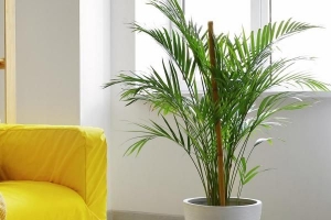 Wie man eine Areca-Palmenpflanze pflegt