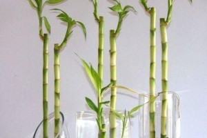 So pflegen Sie glückliche Bambus-Zimmerpflanzen