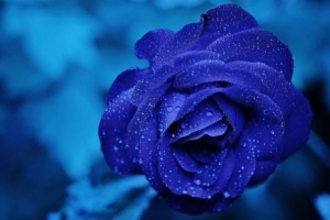 Wie man natürliche blaue Rosen kreiert