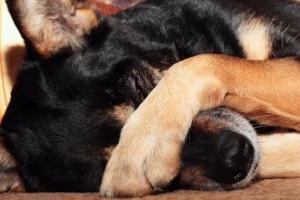 Wie man das Gerstenkorn eines Hundes mit natürlichen Heilmitteln heilt