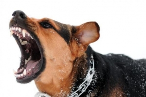 Wie man mit einem aggressiven Hund umgeht
