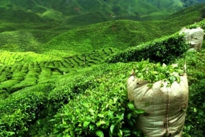 Wie man Darjeeling-Tee trinkt